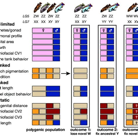 Modular Phenotypic Variation Associated With Sex Genotypes In M