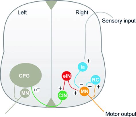 simplified schematic representation   location   cpg