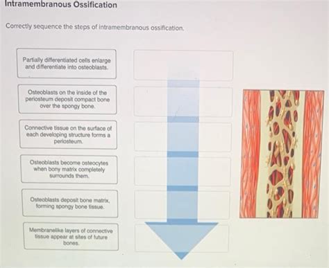 (Solved) - Intramembranous Ossification Correctly Sequence The Steps Of ...