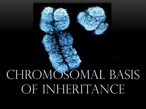 SOLUTION Chromosomal Basis Of Inheritance Studypool