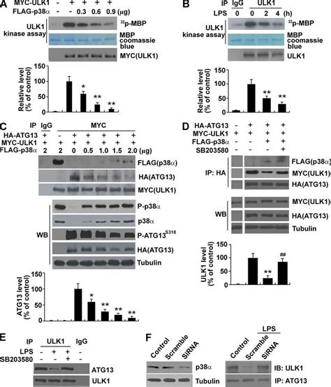 Phosphorylation By P38α Mapk Reduces Ulk1 Kinase Activity And Disrupts