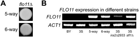 FLO11 Is Required For Rough Morphology And Shows Differential