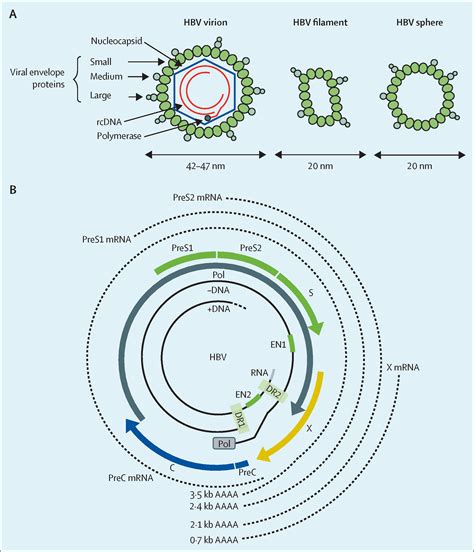 Targets And Future Direct Acting Antiviral Approaches To Achieve