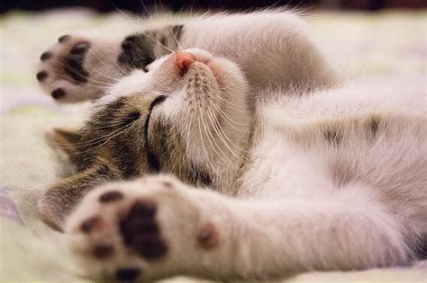 猫、 猫、 動物の赤ちゃん、 かわいい、 子猫、 ペット、 眠っている、 Hdデスクトップの壁紙 Wallpaperbetter