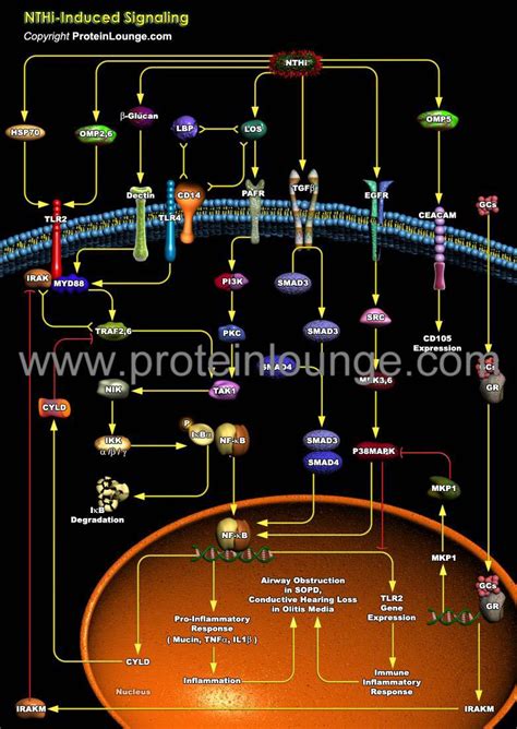 Biological Databases And Tools Nthi Induced Signaling Protein Lounge