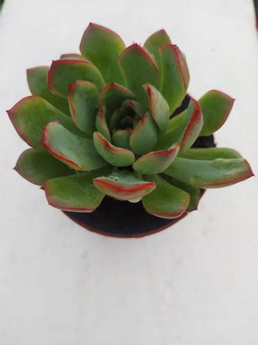 Echeveria Pulidonis Cm Arte Suculento