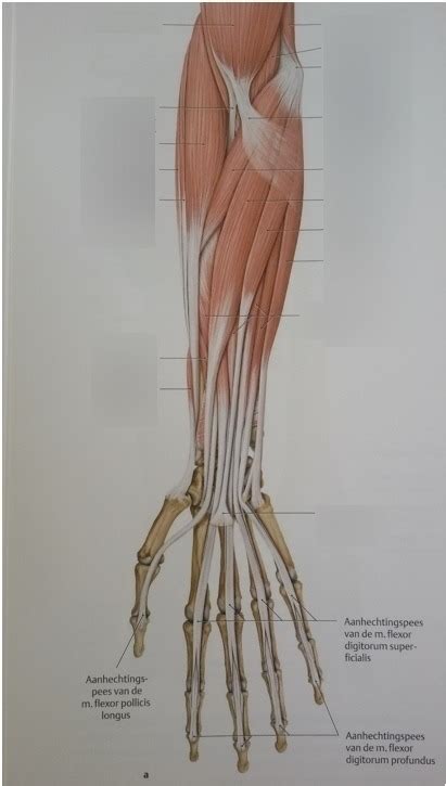 Spieren Ventrale Onderarm 1 Diagram Quizlet