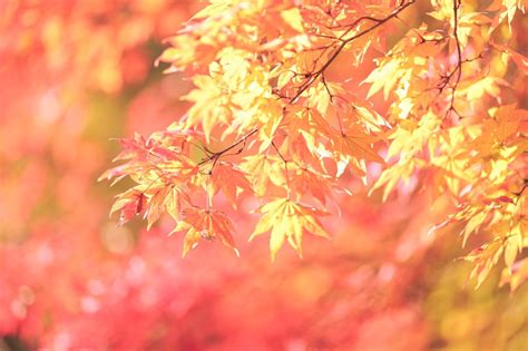 Maple Komorebi Sunlight Filtering Through Trees Warm Autumn Photos