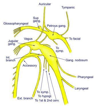 Connections Of The Vagus To The Glossopharyngeal A Vagus Nerve Nerve