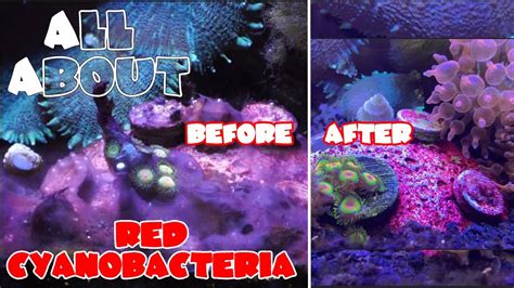 Cyanobacteria Algae Reef Tank