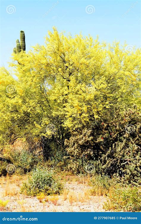 Palo Verde Tree Sonora Desert Spring And In Bloom Stock Image Image