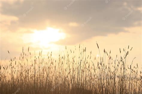 Premium Photo Dry Grass Sun Rays Background Wind Nature Landscape Freedom