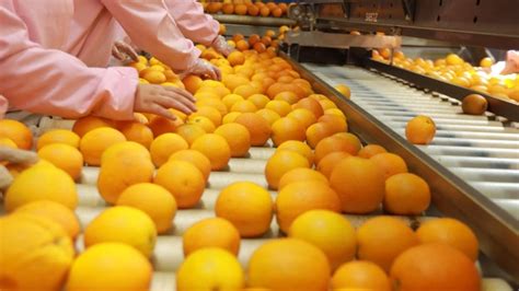 Egypt Earns Us26b From Fruit And Vegetable Exports In First 7 Months Of