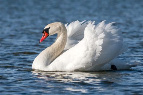 Cisne Blanco Palmitos Park