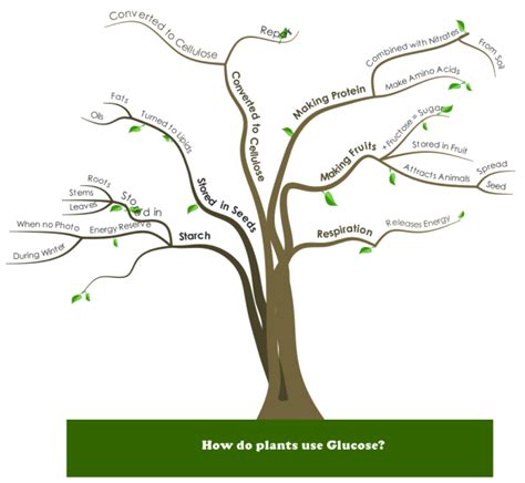 How do plants use Glucose? mind map | Biggerplate