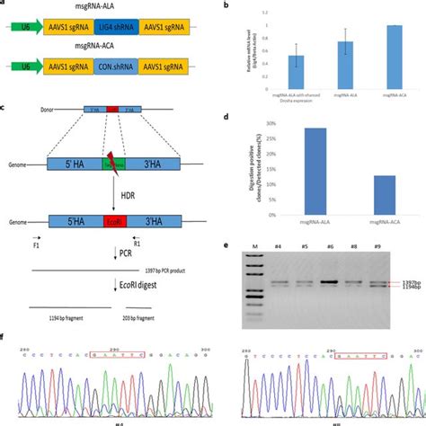 Multiplex Genome Targeting Assay Applying The Sgrna Shrna Structure