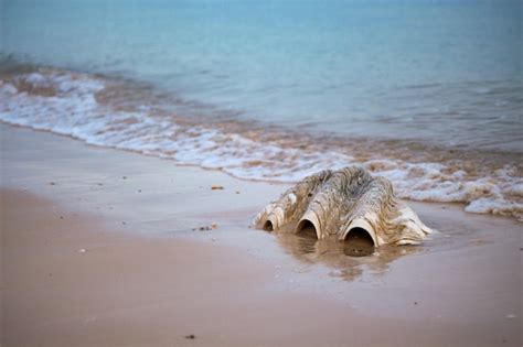 Premium Photo | Seashells on the beach