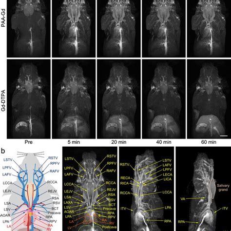 Head And Thorax D Mr Angiography Of Mice With Paa Gd A Representative