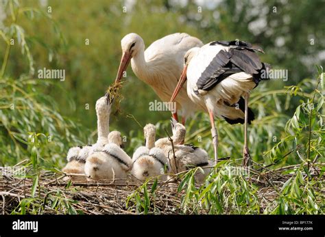 White Stork Ciconia Ciconia Feeding Chicks Alsace Haut Rhin France