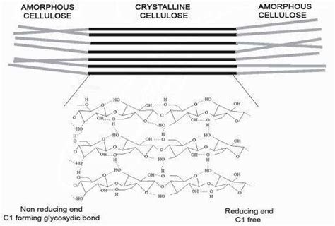 Crystalline And Amorphous Structure Of Cellulose The Crystalline