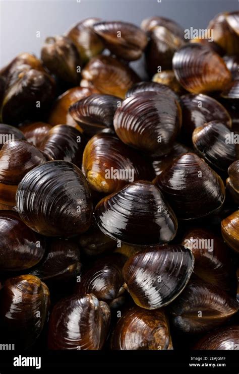 A Freshwater Clam On A Black Background Stock Photo Alamy