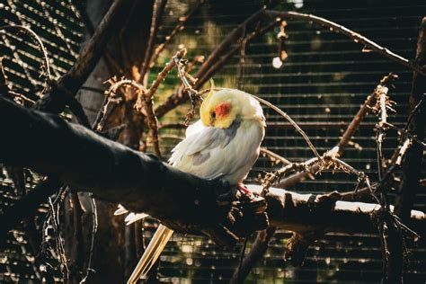 Cockatiel Cage - goYo Pets