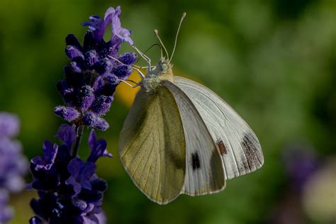 Pieris Rapae Kleiner Kohl Wei Ling Verbessert Flickr