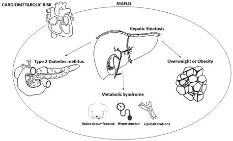 Frontiers Metabolic Dysfunction Associated Fatty Liver Disease