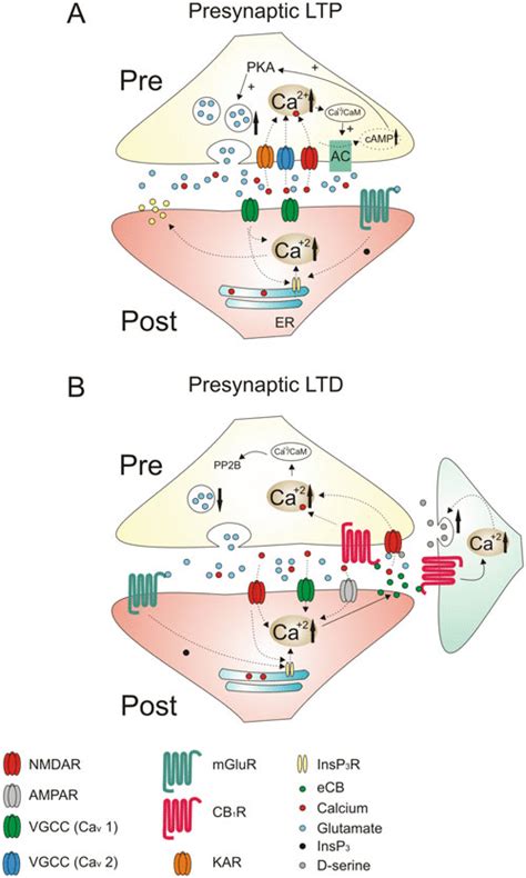 Representation Of Ca Dependent Events During Presynaptic Ltp Ltd