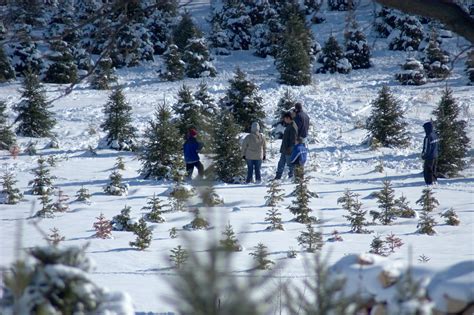 2019 Christmas Tree Farm Info - Carroll County Grown