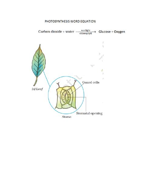 Photosynthesis and Role of Stomata | PDF