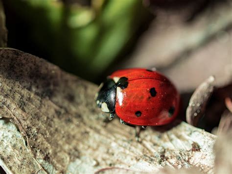 Ladybug Animal Kingdom