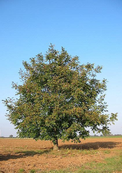 Walnut Tree Pictures, Information on the Walnut Tree Species