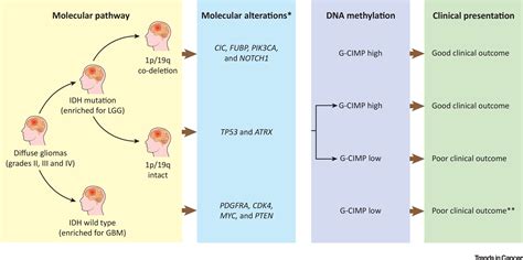 Perspectives On Idh Mutation In Diffuse Gliomas Trends In Cancer