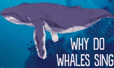 Why Do Whales Sing Whales Sing Video Explained