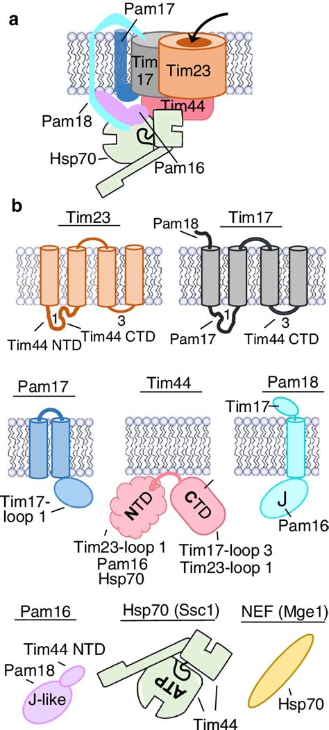 The Presequence Associated Motor PAM A PAM Architecture Hsp70 Is In