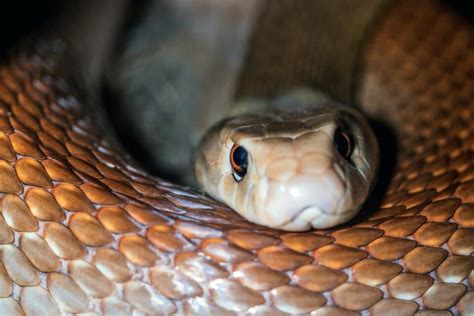 coastal taipan - Animals Around The Globe