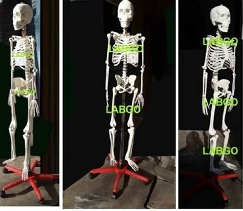 White Pvc Human Skeleton For Hospital At Rs In Ambala Id