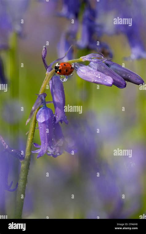 A Ladybird Coccinella Punctata On Bluebell Hyacinthoides Non Scriptus