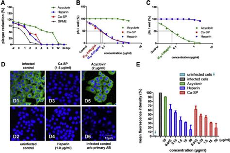 Mechanism Of HSV 1 Inhibition By Ca SP In Human Keratinocytes A