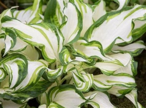 Guide To Hostas Care Guide Mygardenchannel
