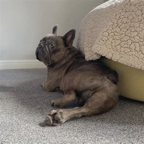 Blue Brindle French Bulldogs Are Rare, Expensive and Highly Sought-After - Rocky Kanaka