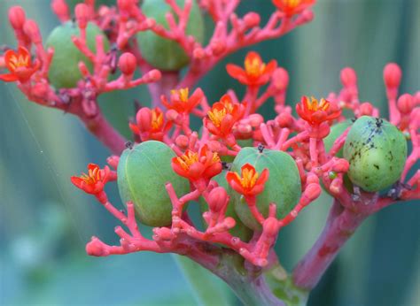 Coral Plant Jatropha Multifida Mounts Botanical Garden Flickr