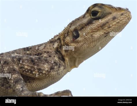 Female Common Agama Agama Agama Tanji The Republic Of The Gambia