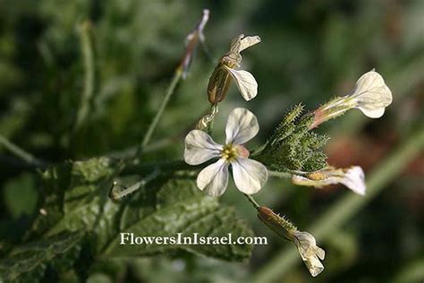 Common name: Garden Rocket, Roquette, Arugula Flowering Period: January, February, March, April ...