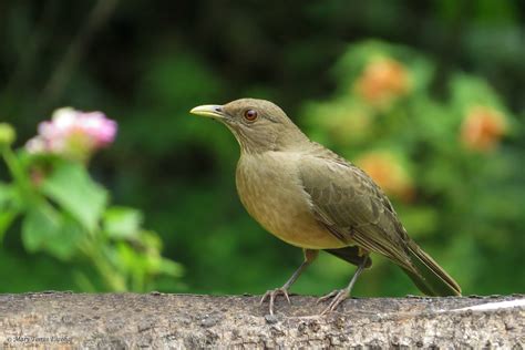 Turdus Grayi Nombre Cientifico Turdus Grayi Nombre S Flickr