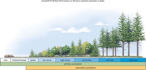 Ecological Succession Ms Huis Teaching Blog