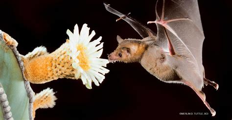 Bats Much Like Bees Pollinate Flowers And Spread Seeds For Cocoa