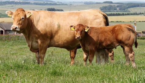 Boran Cattle Breed Everything You Need To Know