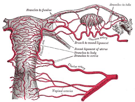 Artery of round ligament of uterus - Wikipedia